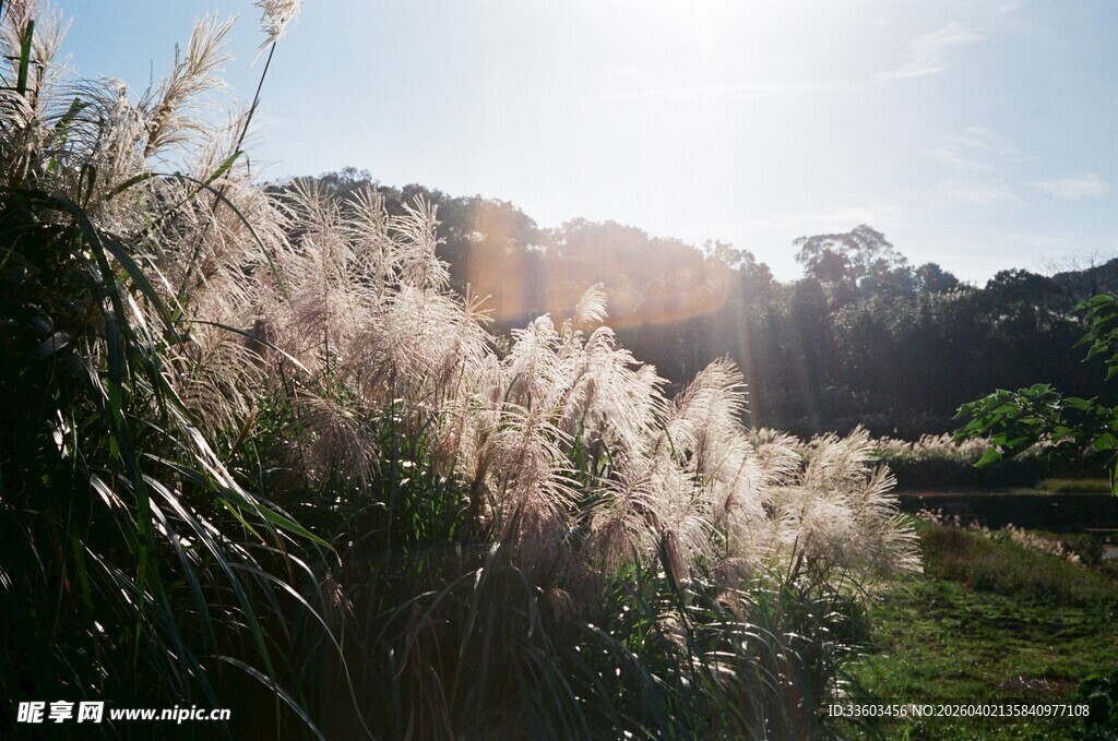 阳光下摇曳的美丽芦苇丛