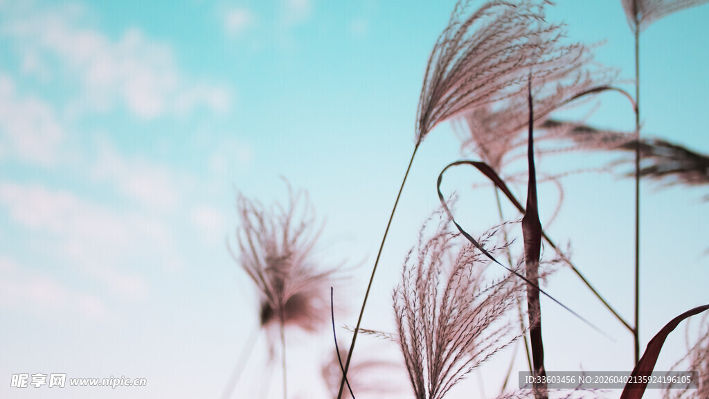 蓝天之下的摇曳芦苇