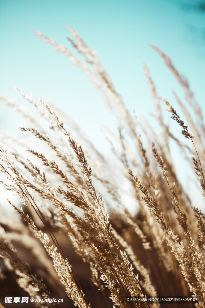 阳光下的金黄芦苇