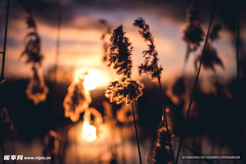 夕阳下的芦苇美景