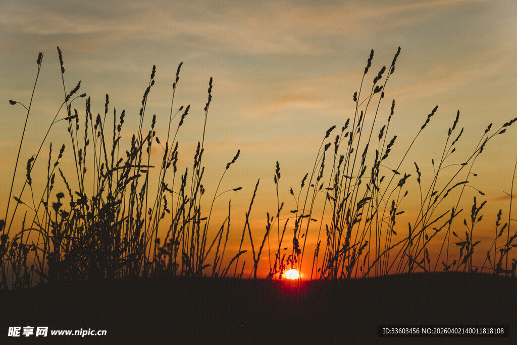 夕阳下的摇曳芦苇