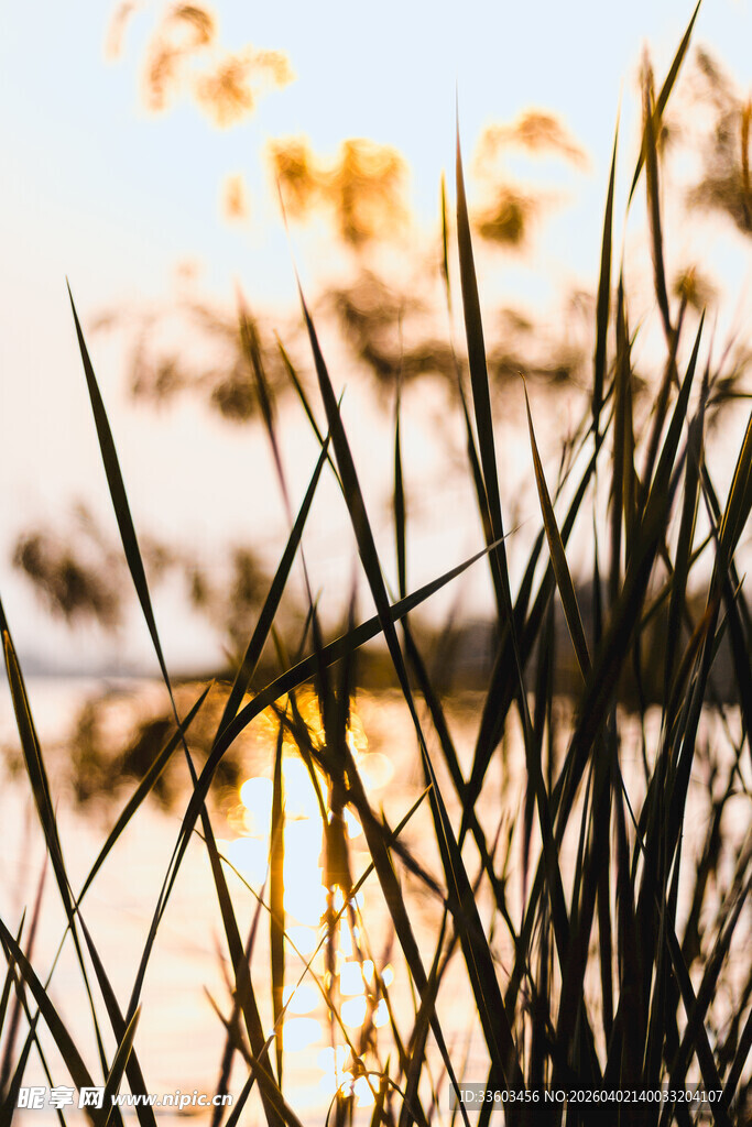 夕阳下的芦苇剪影