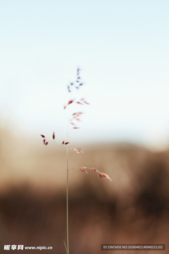 一株野草的孤独姿态