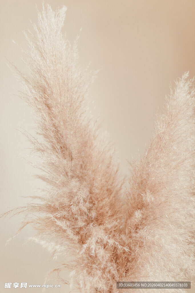 轻柔粉白蒲苇特写