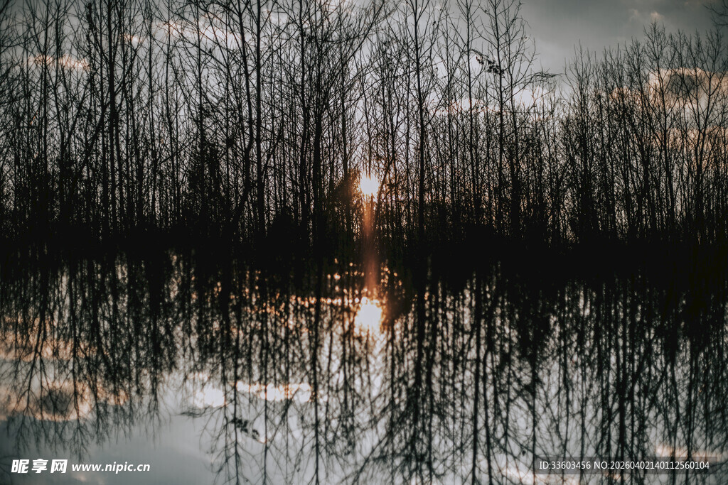 黄昏湖畔枯树倒影景色