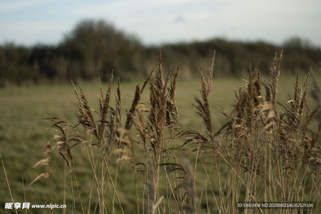 田野中的芦苇景观