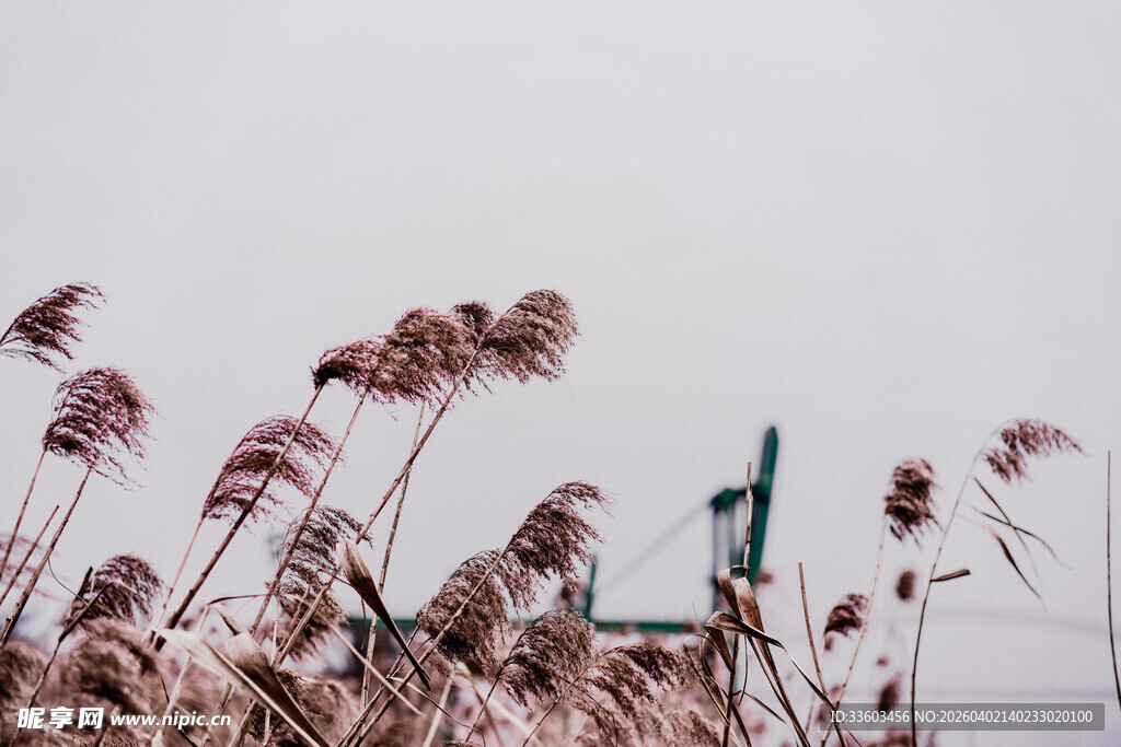 风中摇曳的粉色芦苇
