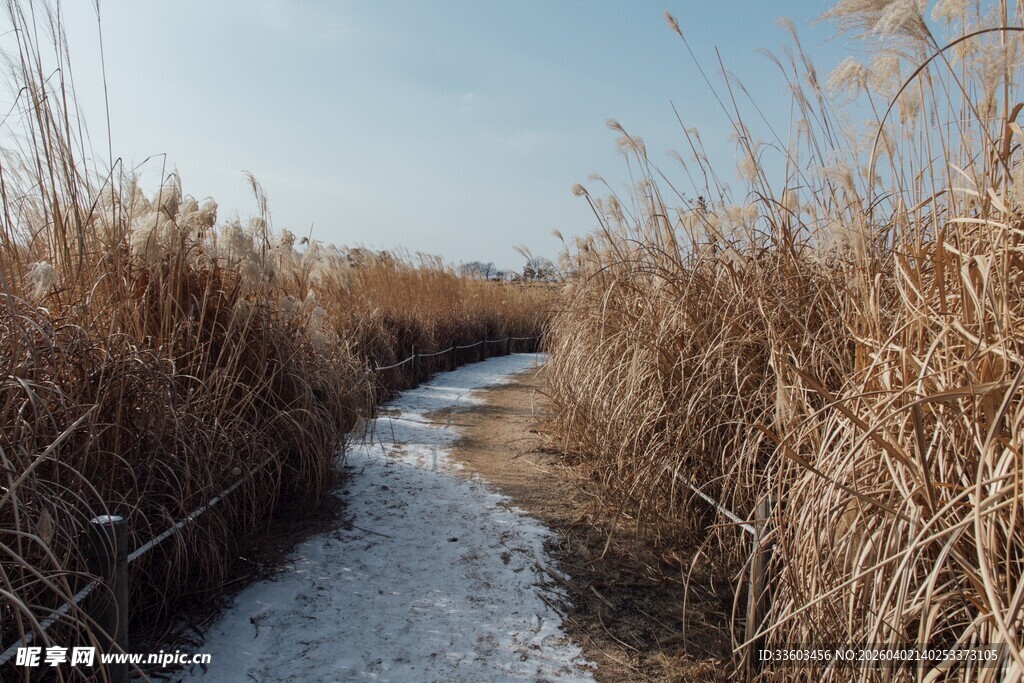 冬日芦苇间的蜿蜒小路