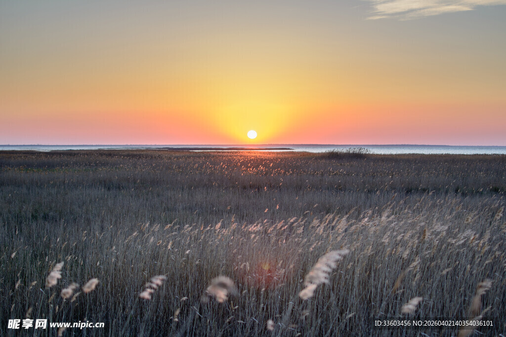 夕阳下的芦苇湿地美景