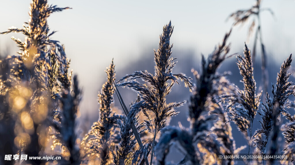 冬日霜覆植物的温暖光影