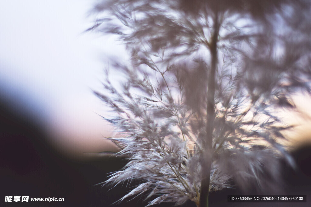 轻盈白絮植物特写
