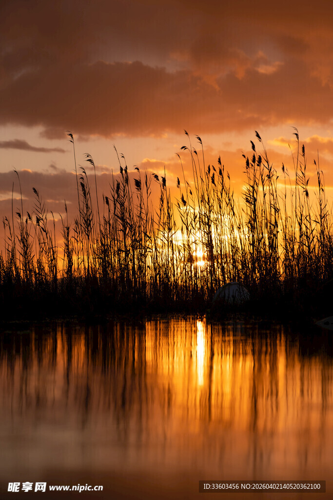 夕阳下的静谧湖面芦苇景