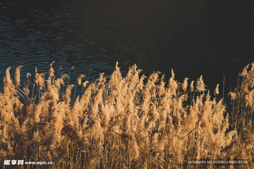 秋日芦苇荡美景