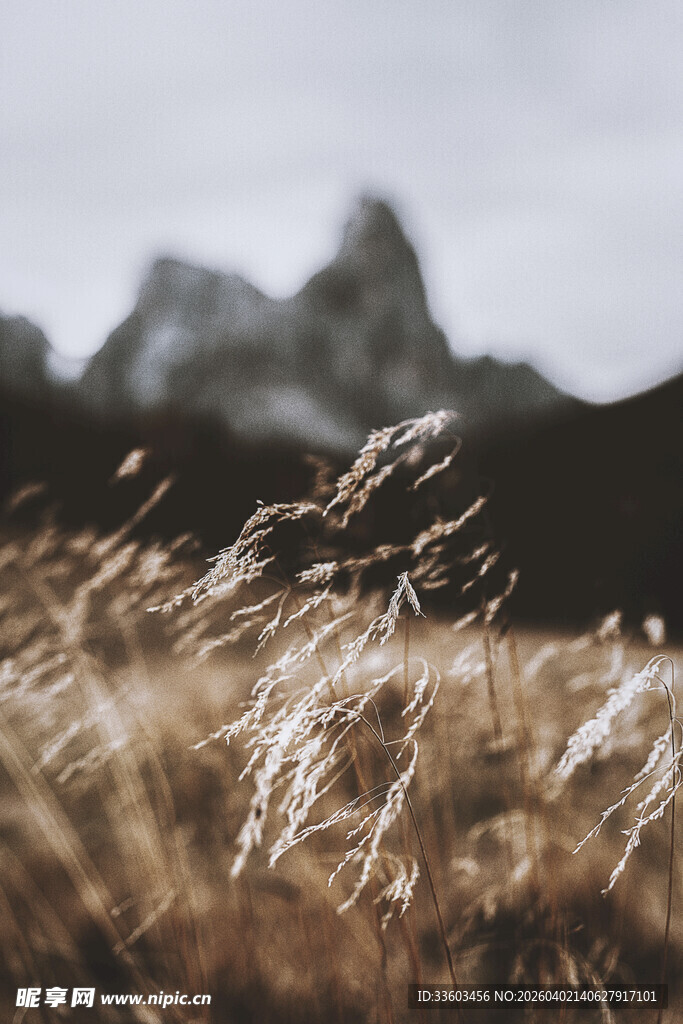 风中摇曳的金黄野草