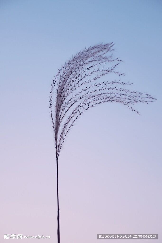 风中摇曳的轻柔蒲苇