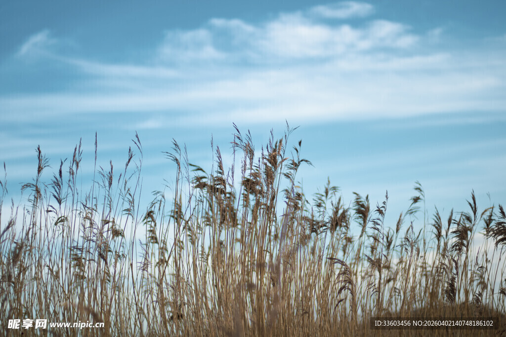 蓝天芦苇景
