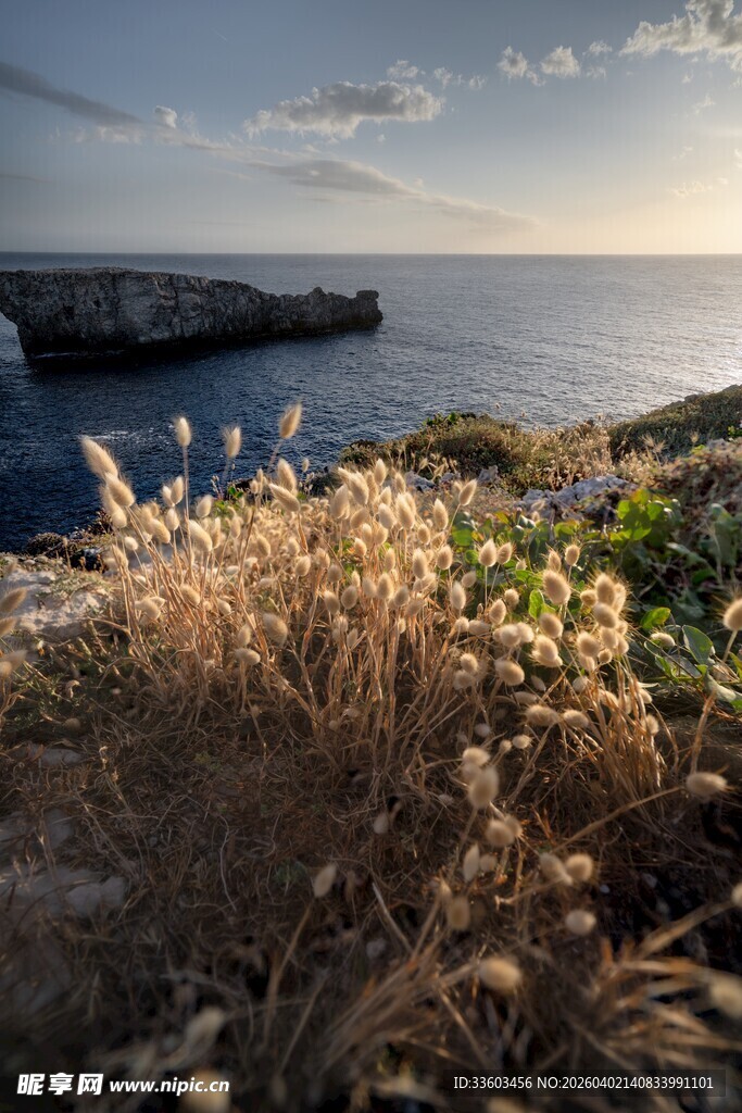 海边黄昏下的蓬勃野草