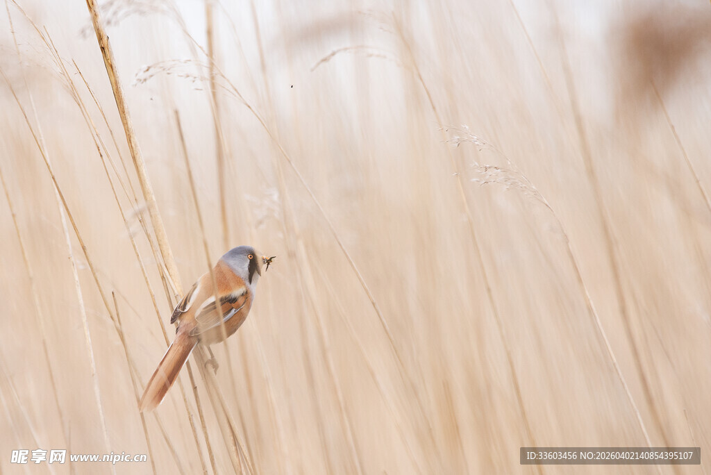 芦苇丛中的小鸟