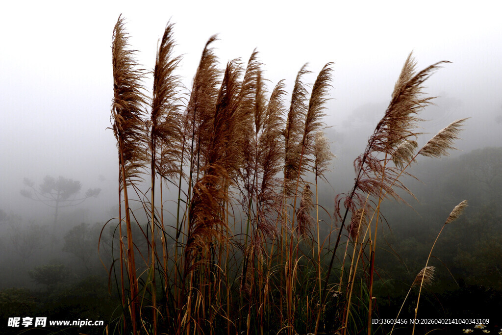 雾中摇曳的芦苇