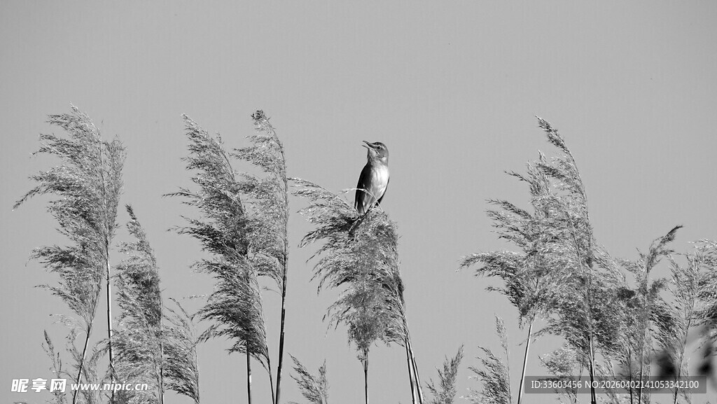 芦苇丛中鸟栖息