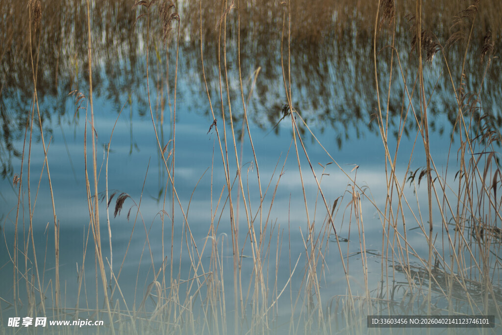 冬日水边枯草景观