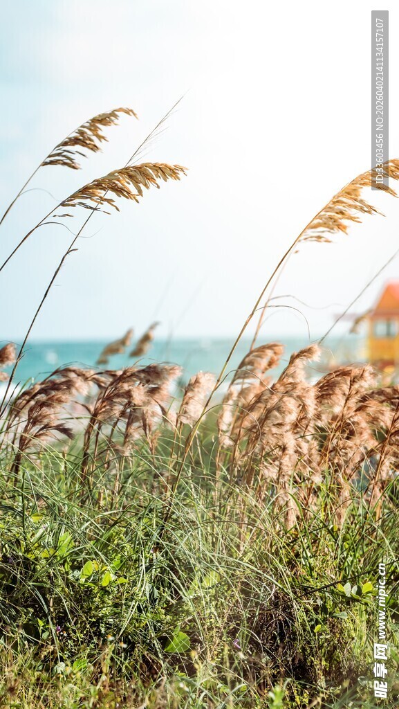 海边摇曳的金黄芦苇草