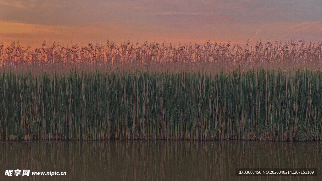 夕阳下的芦苇荡美景