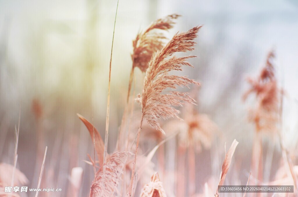 秋日芦苇