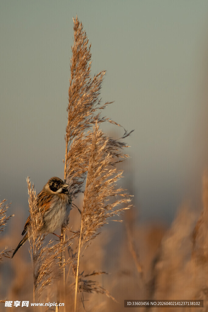 芦苇丛中的小鸟