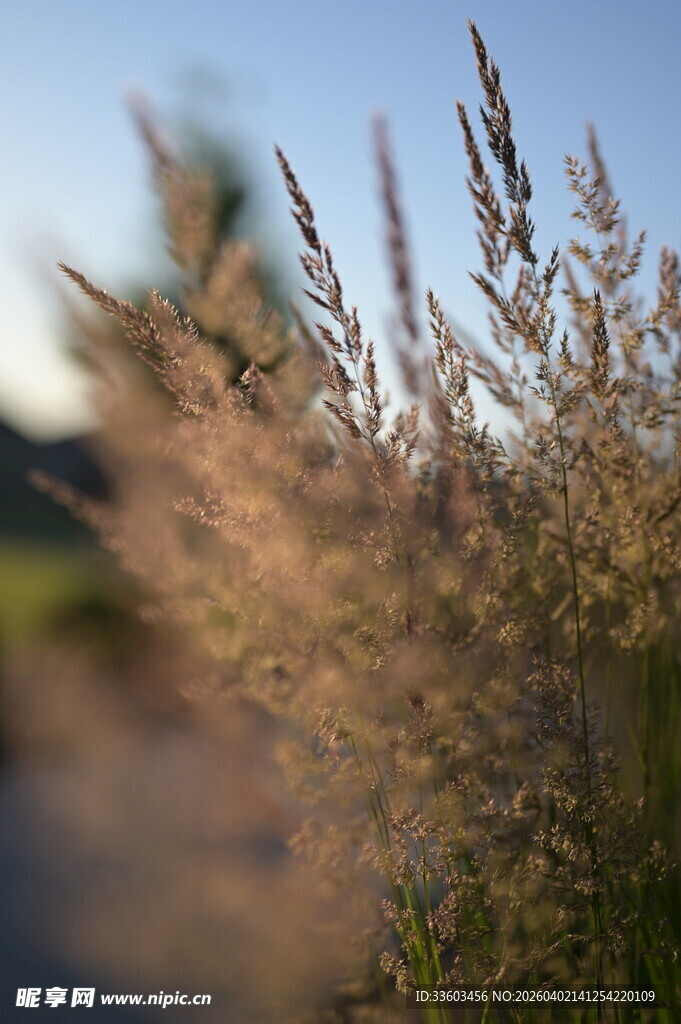 阳光下的摇曳芦苇