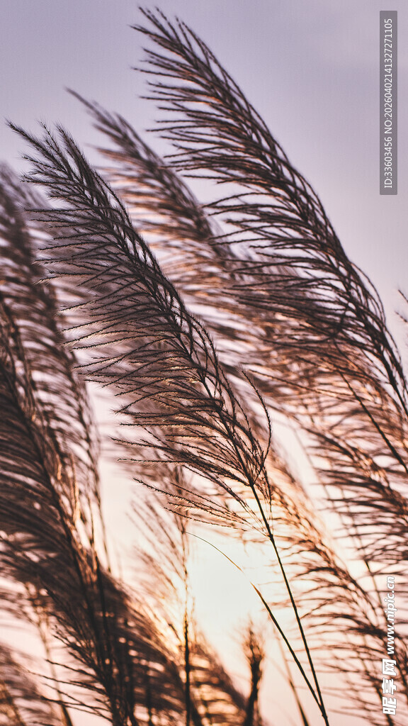 夕阳下摇曳的芦苇