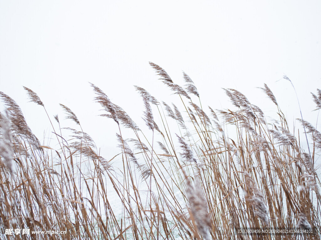 风中摇曳的芦苇