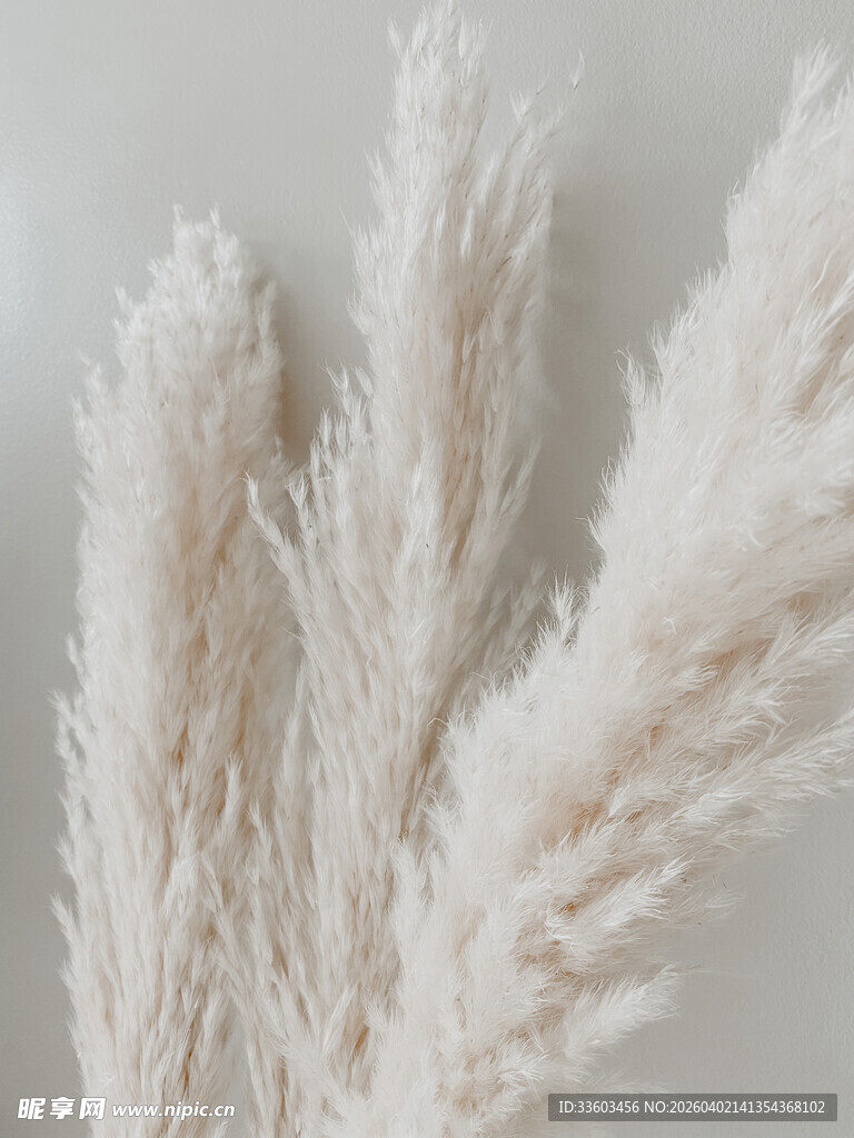 白色蓬松蒲苇特写