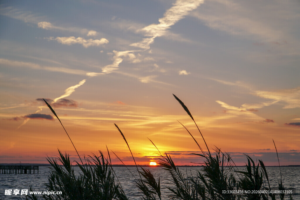 海边日落时的芦苇美景