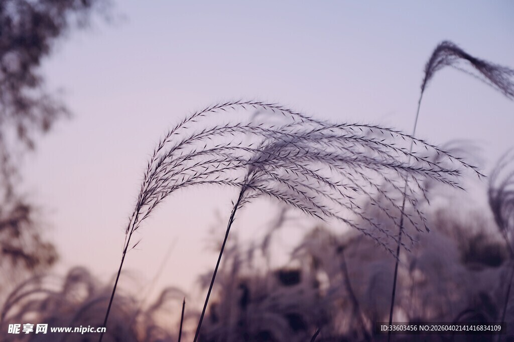 夕阳下摇曳的轻柔芦苇