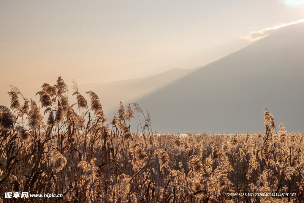 夕阳下的芦苇荡美景