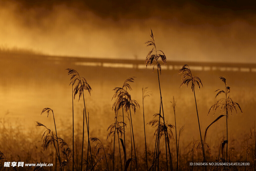 夕阳下的芦苇美景