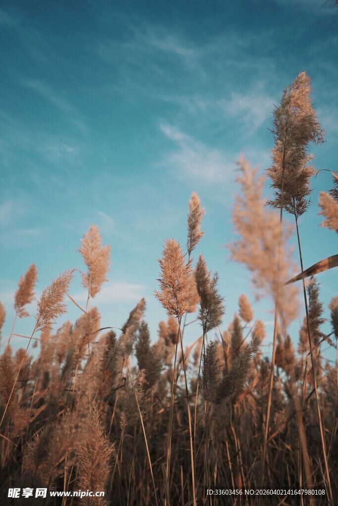 秋日芦苇荡美景