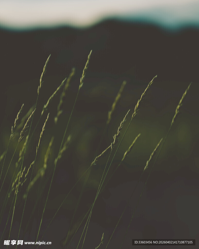 风中摇曳的翠绿野草