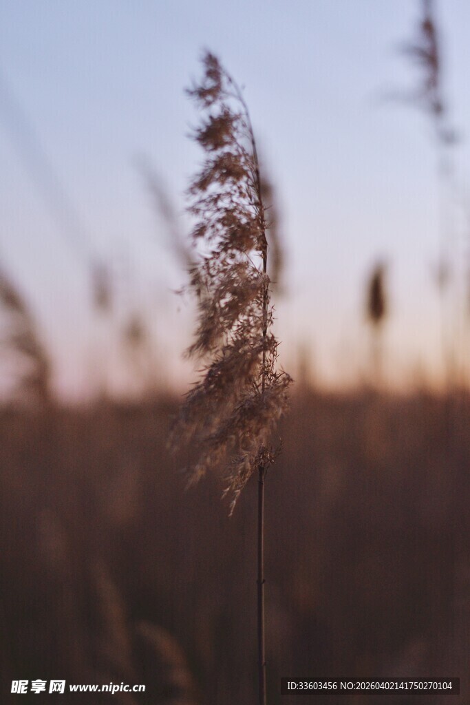 夕阳下的摇曳芦苇