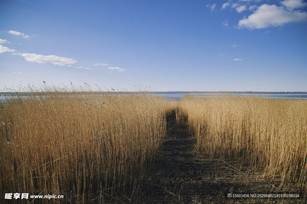 漫步芦苇间的开阔自然风光