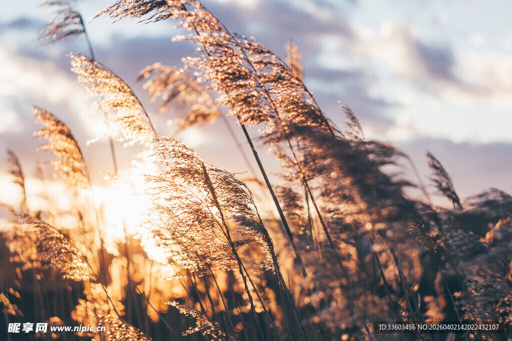 夕阳下摇曳的芦苇美景