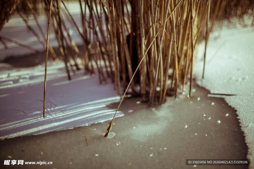 冬日冰面旁的芦苇景观