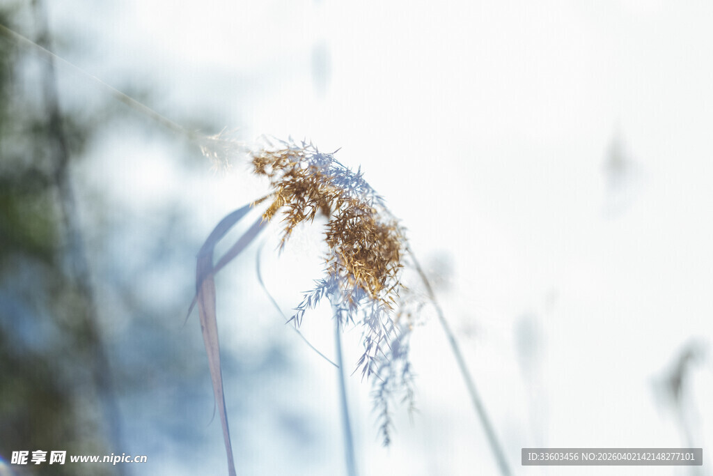 冬日芦苇