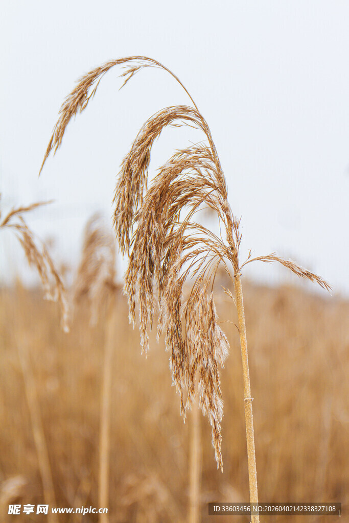 金黄麦田中的成熟麦穗