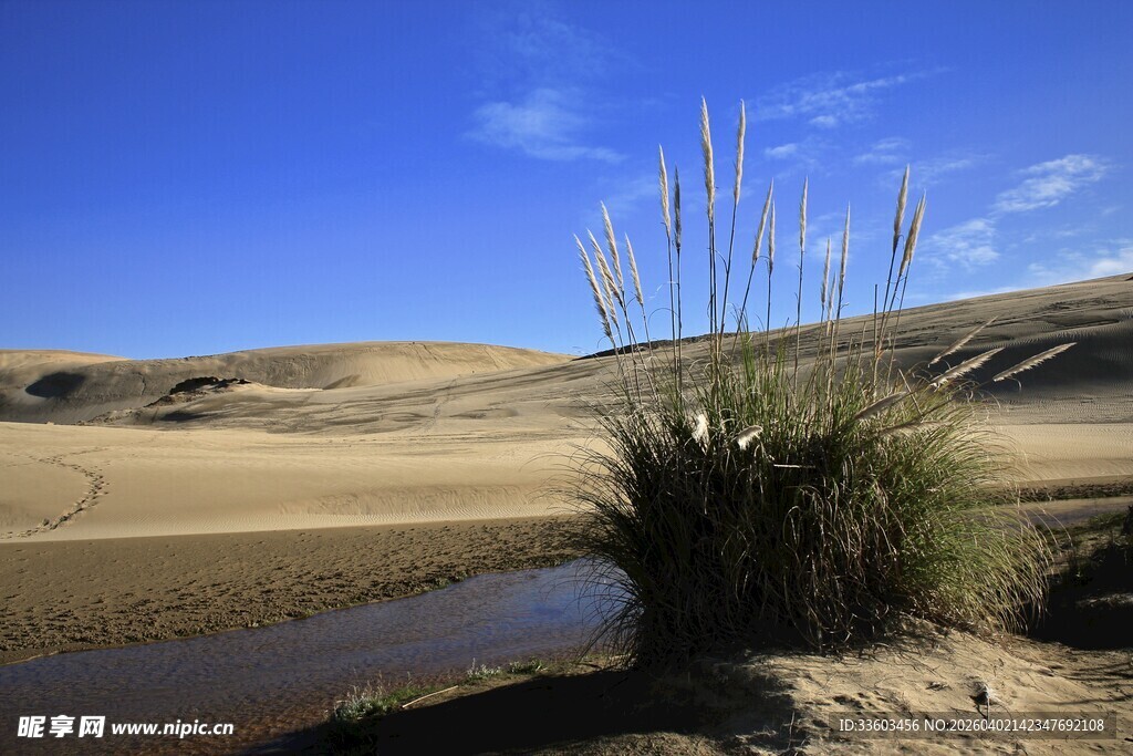 沙漠中的生机绿植与溪流