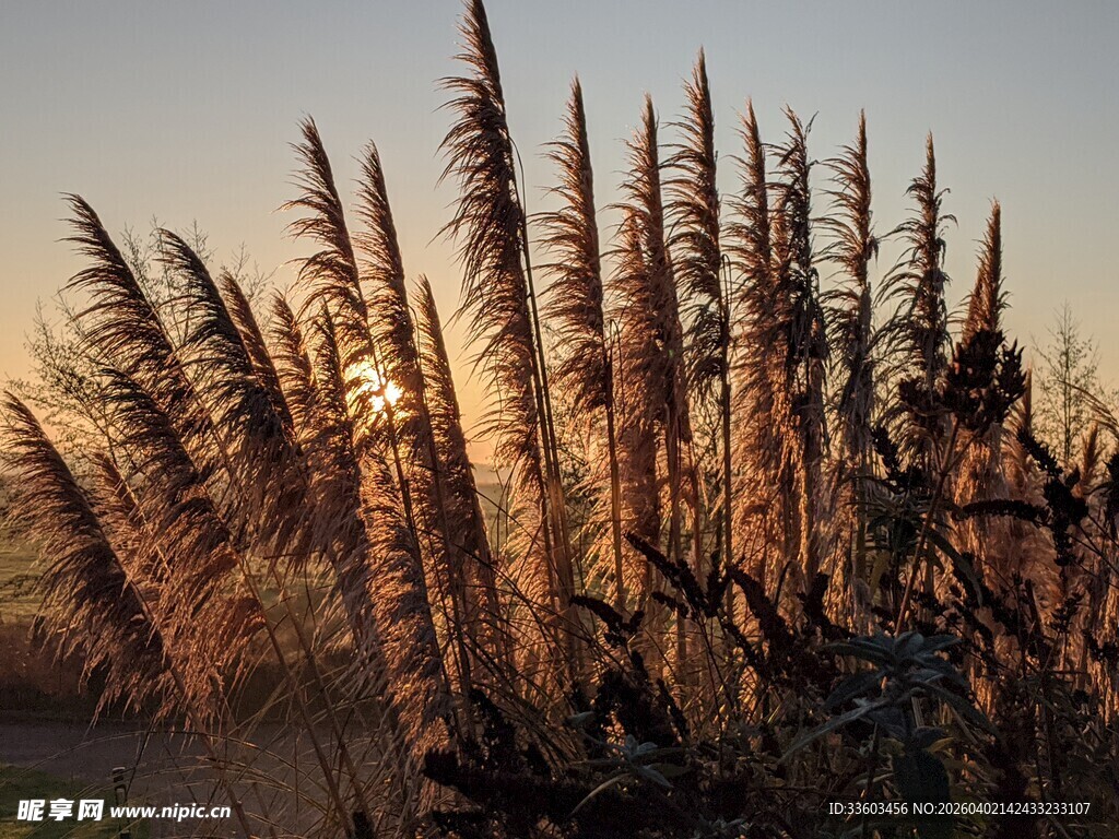 夕阳下的蒲苇