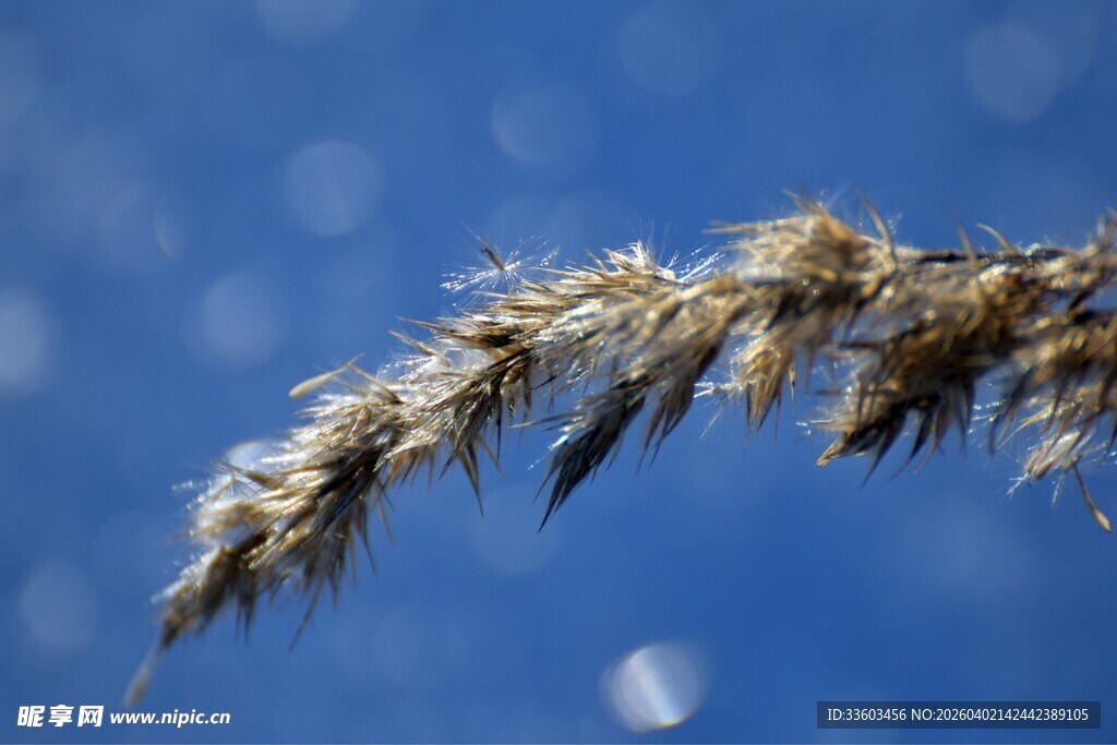 蓝天下的蓬松草穗