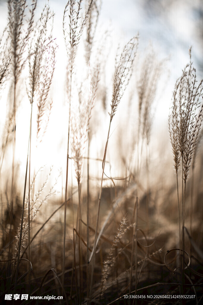 夕阳下摇曳的芦苇