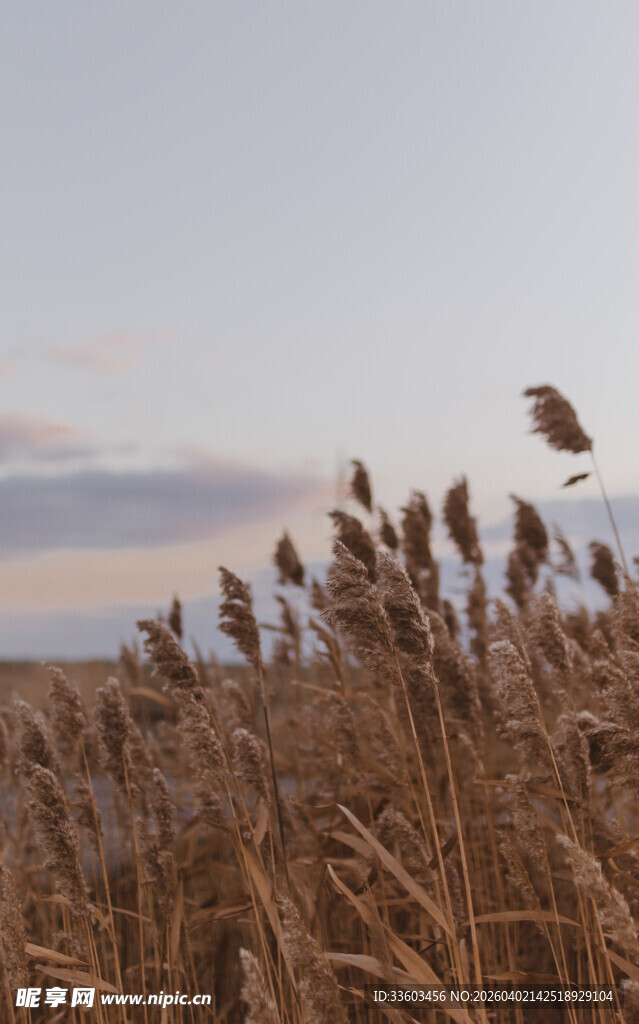 秋日芦苇荡景观